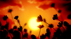 wildflower_sunset